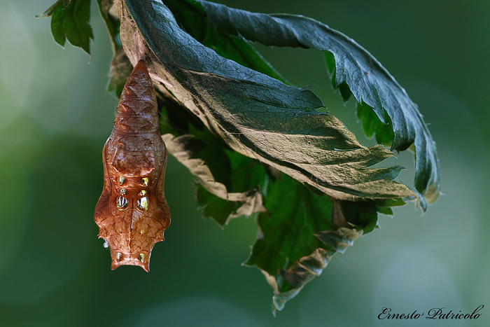 pupa da identificare - Argynnis (Argynnis) paphia